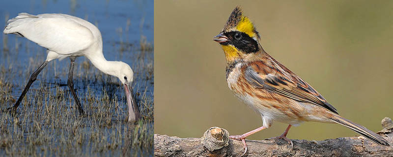 mongolia birdwatching 